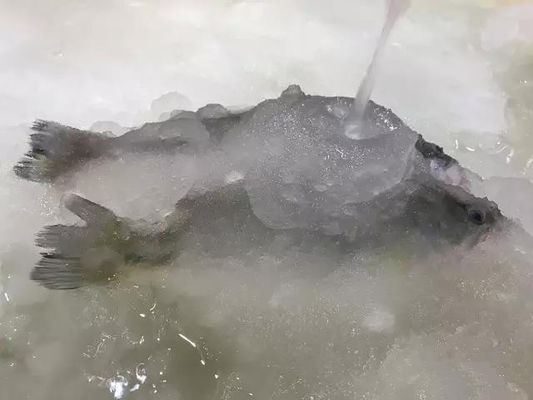 Macchina di fabbricazione di ghiaccio della macchina del ghiaccio dei residui 3T/24H per frutti di mare